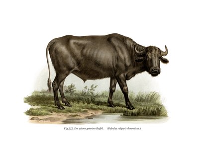 Hausbüffel, 1860 von German School